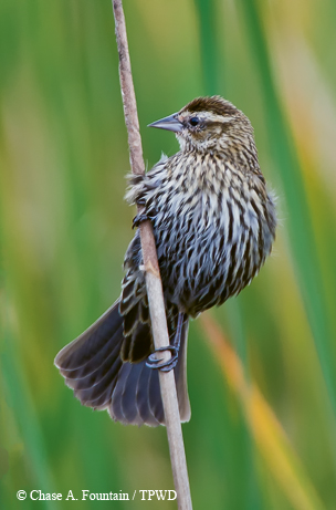 bird